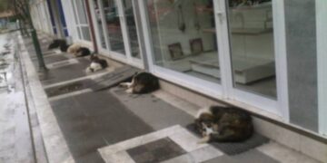 Ξαναγέμισε αδέσποτα η Πτολεμαΐδα