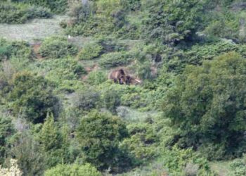 “Καλλιστώ”- Κυνηγετική Ομοσπονδία Μακεδονίας- Θράκης: Η επίσημη ανακοίνωση για τη διάσωση παγιδευμένης αρκούδας στην Κοζάνη   