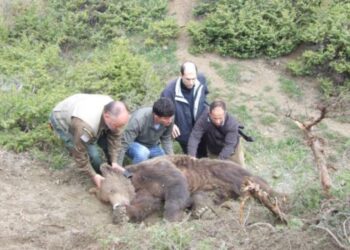 Δείτε καρέ-καρέ την απελευθέρωση της αρκούδας που παγιδεύτηκε στο Βατερό Κοζάνης