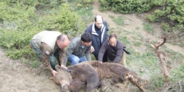 Δείτε καρέ-καρέ την απελευθέρωση της αρκούδας που παγιδεύτηκε στο Βατερό Κοζάνης