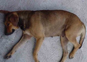 Πυροβόλησε 3 τσομπανόσκυλα – Σκότωσε το ένα με πυροβόλο!