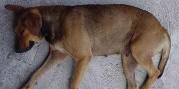 Πυροβόλησε 3 τσομπανόσκυλα – Σκότωσε το ένα με πυροβόλο!