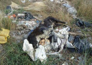 Δηλητηρίασαν σκυλιά στα Σέρβια – Καταδικαστέα ανακοίνωση από την Δημοτική αρχή