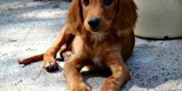 Εθελοντές Κυνοκομείου Πτολεμαΐδας: Υποχρεωμένος κάθε Δήμος για την αντιμετώπιση των αδέσποτων