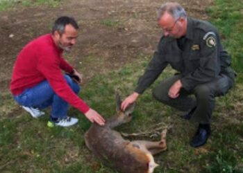 Διάσωση τραυματισμένου ζαρκαδιού στην Επ. Ο. Αμυνταίου – Φλώρινας
