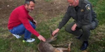 Διάσωση τραυματισμένου ζαρκαδιού στην Επ. Ο. Αμυνταίου – Φλώρινας