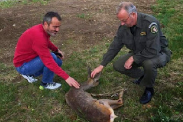 Διάσωση τραυματισμένου ζαρκαδιού στην Επ. Ο. Αμυνταίου – Φλώρινας