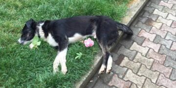 Έγινε καταγγελία στην ΕΛ.ΑΣ. – Δεκάδες νεκρά ζώα από φόλες στην Πτολεμαΐδα