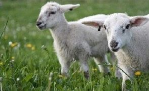 Δηλώσεις για τον Κτηνίατρο Εκτροφής