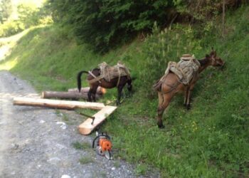 Και άλλο  κρούσμα παράνομης υλοτομίας στα δάση της Δυτικής Μακεδονίας