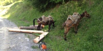 Και άλλο  κρούσμα παράνομης υλοτομίας στα δάση της Δυτικής Μακεδονίας