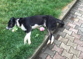 Η Αντιδημαρχία Ποιότητας Ζωής Δήμου Εορδαίας καταδικάζει την μαζική θανάτωση ζώων