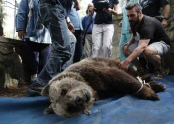 Δεν αναγνώριζαν το… χώμα οι αρκούδες από τον ζωολογικό της Θεσσαλονίκης που μεταφέρθηκαν στο Νυμφαίο