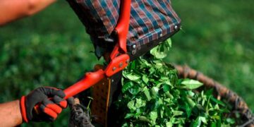 Ο Πρέσβης, ο Πρόξενος και πολυμελής ομάδα από την Ταϊβάν στην Κοζάνη, την Εορδαία και το Βόιο – Ενδιαφέρον για την καλλιέργεια αρωματικών φαρμακευτικών φυτών – Συνεταιρισμός Κροκοπαραγωγών και “Διοσκουρίδης Ο.Ε.” στο πρόγραμμά τους