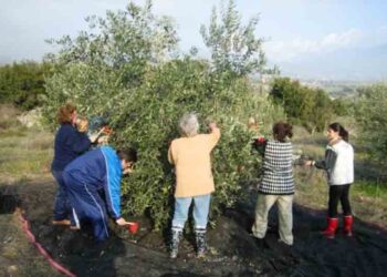 Η Περιφέρεια Δυτικής Μακεδονίας βραβεύει τον Αγροτικό Συνεταιρισμό Ιμέρων