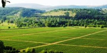 Δόθηκε λύση στο θέμα με την ενοικίαση εκτάσεων της ΔΕΗ σε αγρότες – Στα 10.500 στρέμματα ανέρχονται φέτος οι διαθέσιμες για καλλιέργεια εκτάσεις