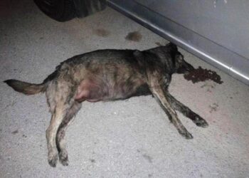 “Προσέξτε τα σκυλιά σας…” – Μήνυμα από το Φιλοζωικό Σωματείο Κοζάνης “Αγγίζωο” μετά το νέο περιστατικό θανάτωσης σκύλου από “φόλα”