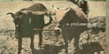 Σκηνογραφία της Γεωργοκτηνοτροφικής Εορδαίας το 1960, από την στήλη του Γεώργιου Καζαντζή στον Παλμό 15/07/2015