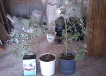 Ευδοκιμούν…. οι φυτείες κάνναβης στην περιοχή – Νέες συλλήψεις για 11 δενδρύλλια στη Σιάτιστα