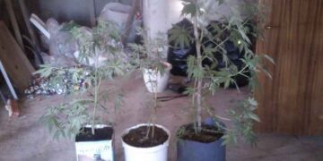 Ευδοκιμούν…. οι φυτείες κάνναβης στην περιοχή – Νέες συλλήψεις για 11 δενδρύλλια στη Σιάτιστα