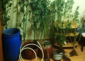 Περδίκκας Εορδαίας: Συνελήφθησαν επ’ αυτοφώρω σε φυτεία κάνναβης – 59 δενδρύλλια βρήκε η ΕΛ.ΑΣ.