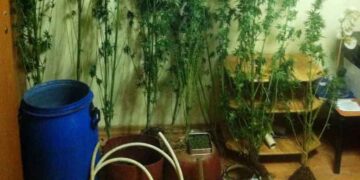 Περδίκκας Εορδαίας: Συνελήφθησαν επ’ αυτοφώρω σε φυτεία κάνναβης – 59 δενδρύλλια βρήκε η ΕΛ.ΑΣ.