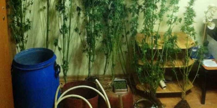 Περδίκκας Εορδαίας: Συνελήφθησαν επ’ αυτοφώρω σε φυτεία κάνναβης – 59 δενδρύλλια βρήκε η ΕΛ.ΑΣ.