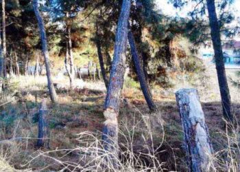 Τα δέντρα δολοφονούνται στην Εορδαία – Του Μωυσιάδη Παναγιώτη