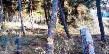Τα δέντρα δολοφονούνται στην Εορδαία – Του Μωυσιάδη Παναγιώτη
