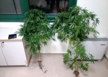 Φυτεία κάνναβης σε αυλή σπιτιού στην Ποντοκώμη – Συνελήφθη 49χρονος