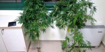 Φυτεία κάνναβης σε αυλή σπιτιού στην Ποντοκώμη – Συνελήφθη 49χρονος