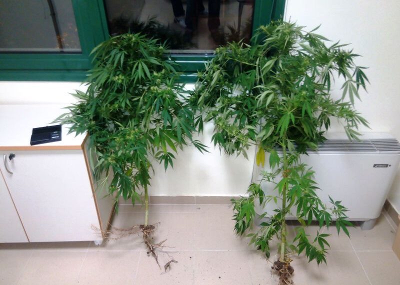 Φυτεία κάνναβης σε αυλή σπιτιού στην Ποντοκώμη – Συνελήφθη 49χρονος