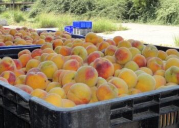 Διανομή ροδάκινων στη Φλώρινα μέσω της Κοινωνικής Σύμπραξης