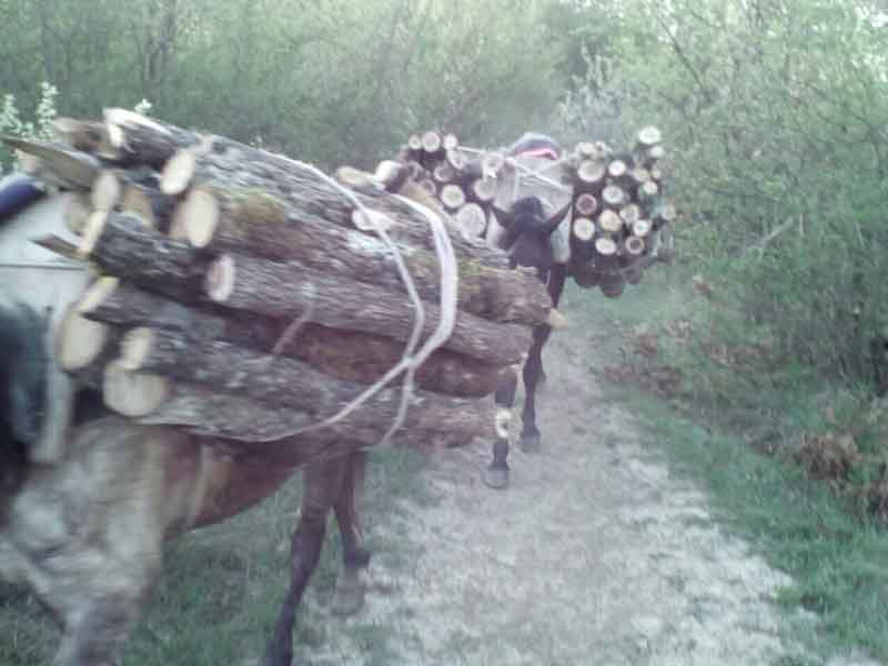 1. ΚΑΣΤΟΡΙΑ 19-04-2016 (1)