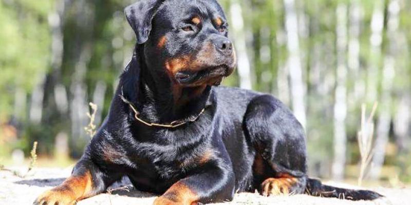 rottweiler-660x330