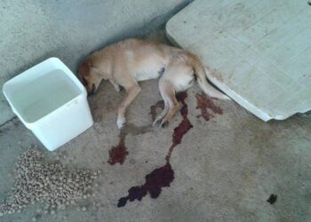 130 νεκρά ζώα στο Δημοτικό Κυνοκομείο Κοζάνης καταγγέλλει η Πανελλήνια Φιλοζωική Ομοσπονδία