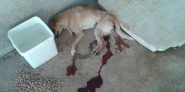 130 νεκρά ζώα στο Δημοτικό Κυνοκομείο Κοζάνης καταγγέλλει η Πανελλήνια Φιλοζωική Ομοσπονδία