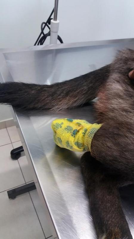 14691039_1178964038817256_3404521334494183117_n