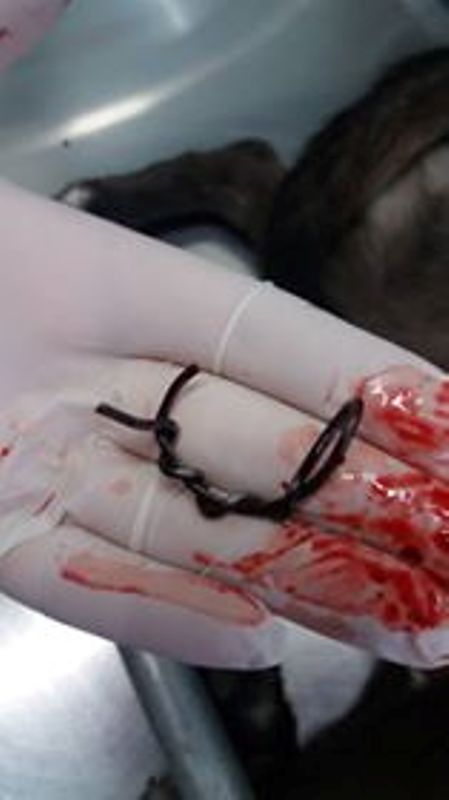 14695365_1178963962150597_1095556666104157101_n