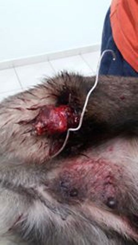 14717327_1178964008817259_1085636181700229948_n