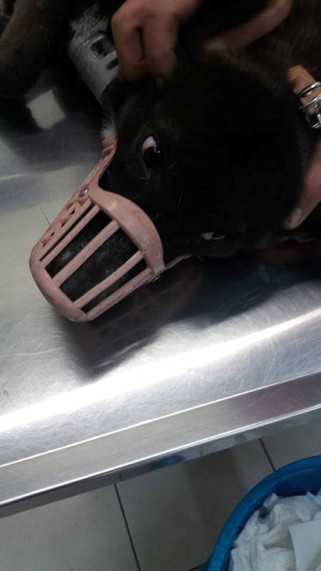 14724487_1178963985483928_6872595957606824085_n