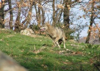 Τρεις λύκοι πέθαναν στο καταφύγιο του «Αρκτούρου»