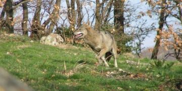 Τρεις λύκοι πέθαναν στο καταφύγιο του «Αρκτούρου»