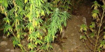 Σύλληψη 59χρονου σε περιοχή της Κοζάνης για καλλιέργεια κάνναβης