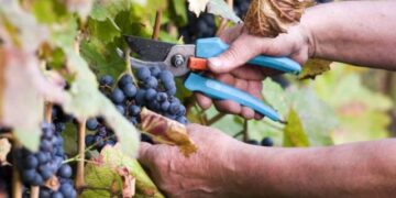 Έναρξη των δηλώσεων συγκομιδής σταφυλιών και χορήγηση βεβαιώσεων από τον δήμο Κοζάνης