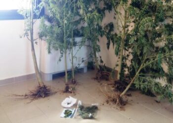 Κοζάνη: Καλλιεργούσε «κάνναβη» στον κήπο του