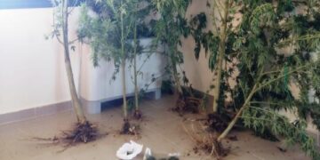 Κοζάνη: Καλλιεργούσε «κάνναβη» στον κήπο του
