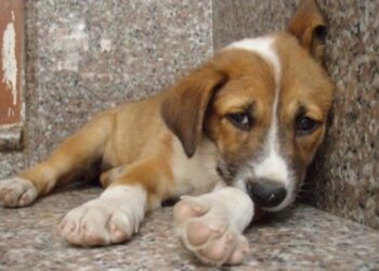 Πραγματοποιήθηκε η συνάντηση Αντιδημάρχων Δ. Μακεδονίας για το θέμα των Αδέσποτων ζώων