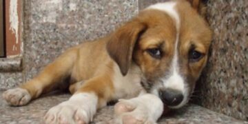 Πραγματοποιήθηκε η συνάντηση Αντιδημάρχων Δ. Μακεδονίας για το θέμα των Αδέσποτων ζώων