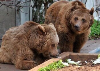 Αρκούδες μέσα στην ΚΑΣΤΟΡΙΑ – ΠΑΝΙΚΟΣ και μεγάλη κινητοποίηση της αστυνομίας. Στο πάρκο κυκλοφοριακής αγωγής εντοπίστηκαν πριν λίγες ώρες δυο αρκούδες